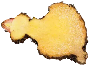 Symbol Glukomanan